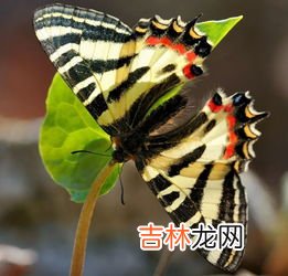 昆虫记金步甲的特点,昆虫记螳螂和金步甲异同点