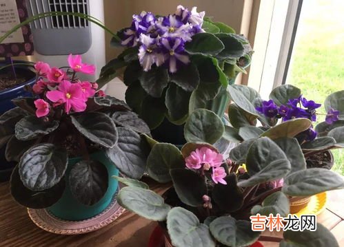 非洲紫罗兰怎么养才长得好,非洲紫罗兰怎么养