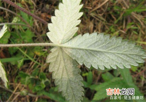 翻白草的功效与作用,有女生良伴之称的翻白草，它对人体有何神奇功效？