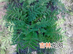 翻白草的功效与作用,有女生良伴之称的翻白草,它对人体有何神奇功效?