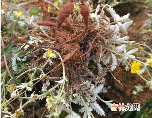 翻白草的功效与作用,有女生良伴之称的翻白草，它对人体有何神奇功效？