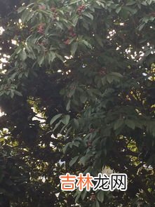 女贞子是什么树的果子,女贞子是什么植物