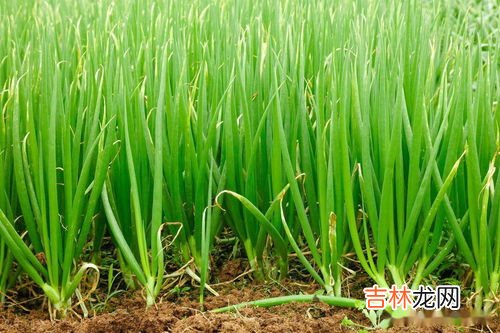 韭菜过冬能盖上塑料布吗,阳台种韭菜需要盖塑料薄膜吗？