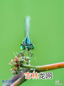 蚂蚁的触角是什么状,蚂蚁的触角是什么形状?