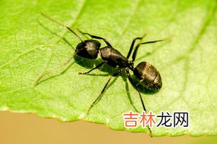 蚂蚁的触角是什么状,蚂蚁的触角是什么形状?