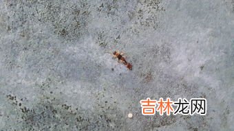蚂蚁的触角是什么状,蚂蚁的触角是什么形状?