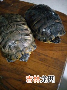 巴西龟能长多大,巴西龟长得快吗,能长多大