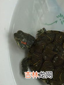 巴西龟能长多大,巴西龟长得快吗,能长多大