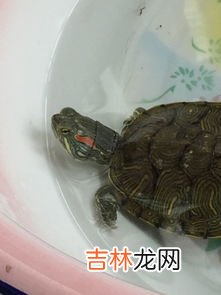 巴西龟能长多大,巴西龟长得快吗,能长多大