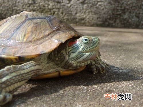 巴西龟能长多大,巴西龟长得快吗,能长多大