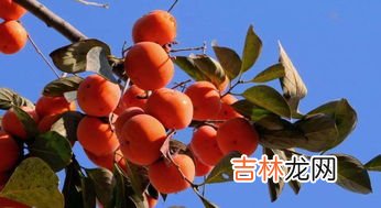 柿子不能跟什么水果一起吃,吃柿子不能和什么水果一起吃