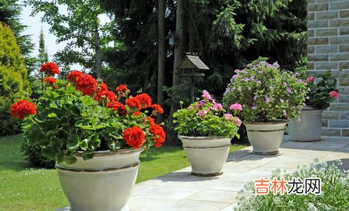 玻璃翠可以在室内养吗,玻璃翠适合放室内养吗 玻璃翠放在室内好吗