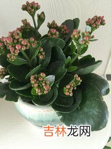 玻璃翠可以在室内养吗,玻璃翠适合放室内养吗 玻璃翠放在室内好吗