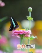 蝶恋花,王国维《蝶恋花》译文