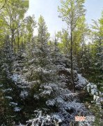 下雪对庄稼的好处,为什么下雪对庄稼很好？