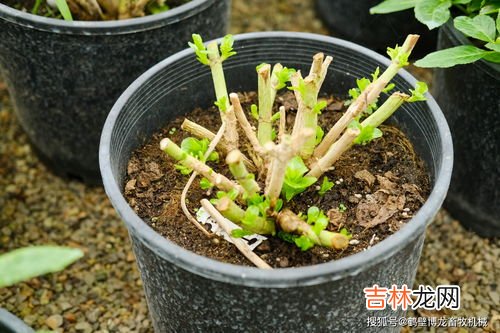 翠云草的养殖方法和养护小技巧,翠云草的栽培方法及注意事项