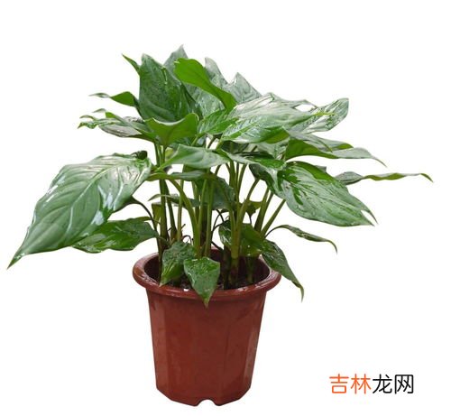 翠云草的养殖方法和养护小技巧,翠云草的栽培方法及注意事项