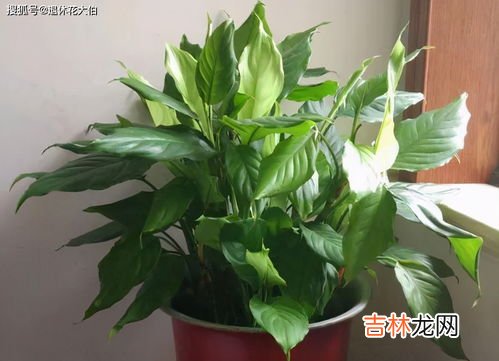翠云草的养殖方法和养护小技巧,翠云草的栽培方法及注意事项