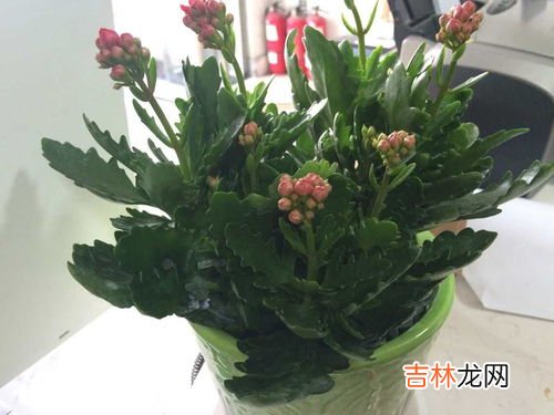 翠云草的养殖方法和养护小技巧,翠云草的栽培方法及注意事项