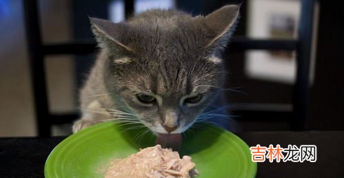小猫为什么拉稀,小猫拉稀是怎么回事