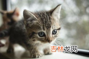 小猫为什么拉稀,小猫拉稀是怎么回事