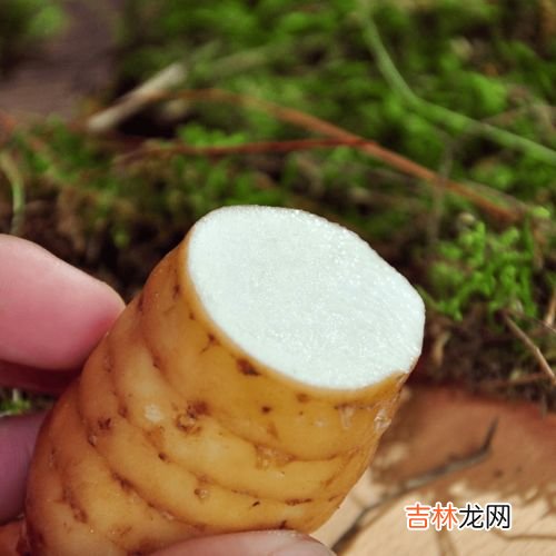 天麻能泡酒喝吗,天麻泡酒多久可以喝?