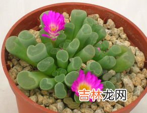 鹅卵石多肉养殖方法和注意事项,室内多肉植物如何养护