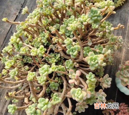 鹅卵石多肉养殖方法和注意事项,室内多肉植物如何养护