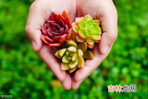 鹅卵石多肉养殖方法和注意事项,室内多肉植物如何养护