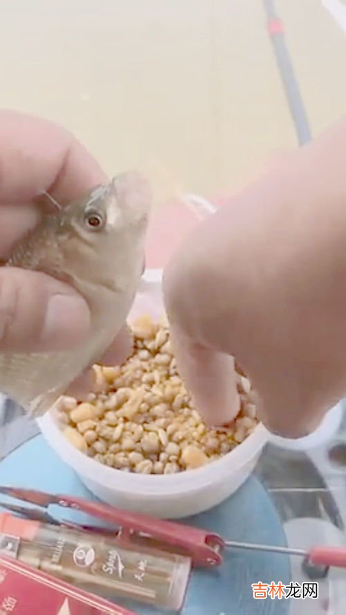 蛋黄喂鱼苗方法,鸡蛋黄怎么喂鱼不浑水