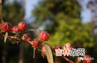 玫瑰茄的副作用,玫瑰茄的功效与作用及副作用
