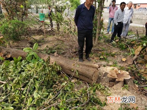 由养丁素是干嘛的,家里养丁香有什么作用