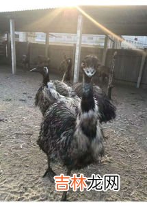 鸸鹋和鸵鸟的区别是什么,鸵鸟与鸸鹋的区别，鸵鸟害怕什么动物