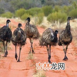 鸸鹋和鸵鸟的区别是什么,鸵鸟与鸸鹋的区别，鸵鸟害怕什么动物