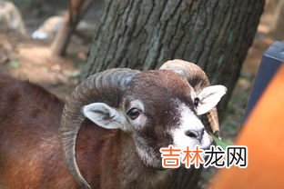 鸸鹋和鸵鸟的区别是什么,鸵鸟与鸸鹋的区别，鸵鸟害怕什么动物