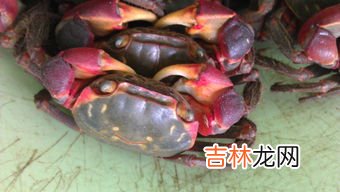 奄奄一息的螃蟹能吃吗,奄奄一息的大闸蟹能吃吗?