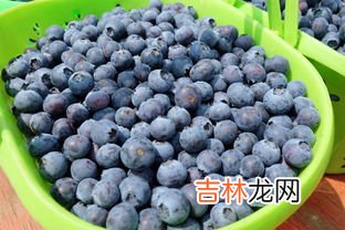 蓝莓需要洗吗,蓝莓需要洗了吃吗 蓝莓需要剥皮吃吗
