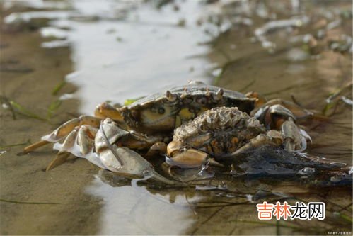 蒸熟的螃蟹放冰箱冷冻后还能吃吗,煮熟的螃蟹放冰箱冷藏之后还能吃吗