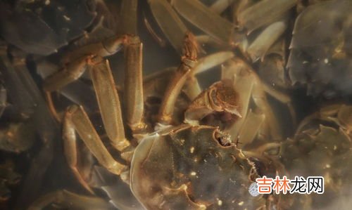 蒸熟的螃蟹放冰箱冷冻后还能吃吗,煮熟的螃蟹放冰箱冷藏之后还能吃吗