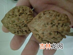 顶花皮,大虫顶花皮揪住如何断句