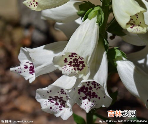 顶花皮,大虫顶花皮揪住如何断句