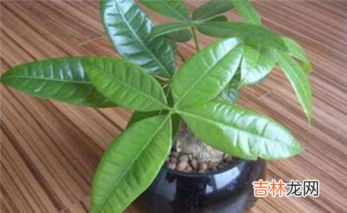 鹅掌木怎么养才会茂盛,鹅掌木怎么养