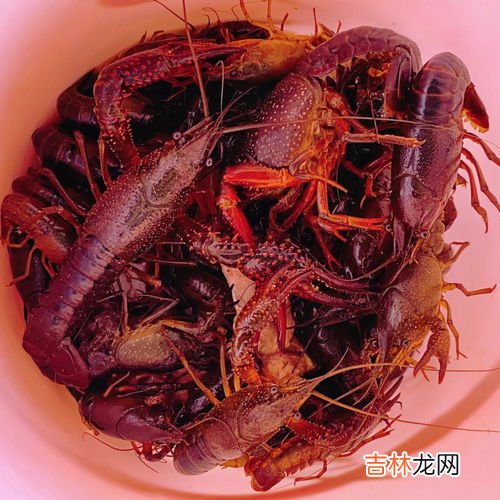 钓小龙虾最简单的方法,捕捉龙虾的小妙招 怎么捕捉龙虾