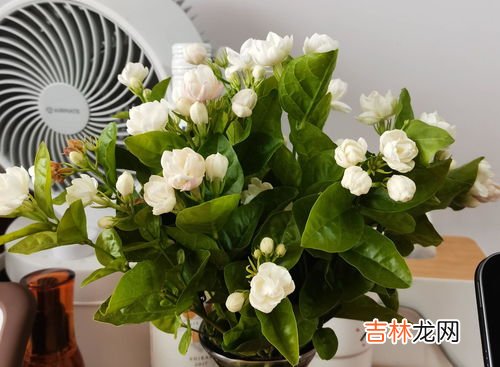 茉莉的养殖方法和注意事项是什么,茉莉花的养殖方法和注意事项