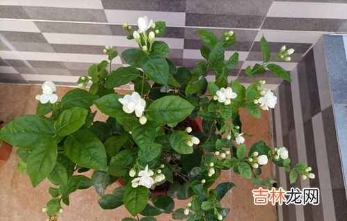 茉莉的养殖方法和注意事项是什么,茉莉花的养殖方法和注意事项