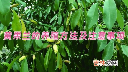 茉莉的养殖方法和注意事项是什么,茉莉花的养殖方法和注意事项