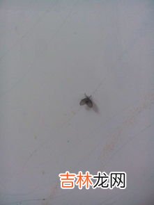 飞虫种类,家里常见硬壳小飞虫识别