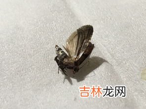 飞虫种类,家里常见硬壳小飞虫识别