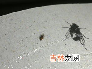飞虫种类,家里常见硬壳小飞虫识别