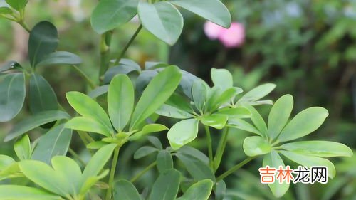 鹅掌柴的养殖方法,鹅掌柴的养殖方法是什么